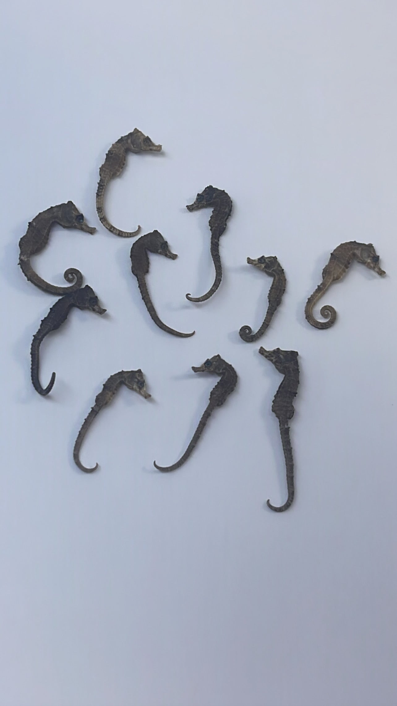 Mar seahorses
