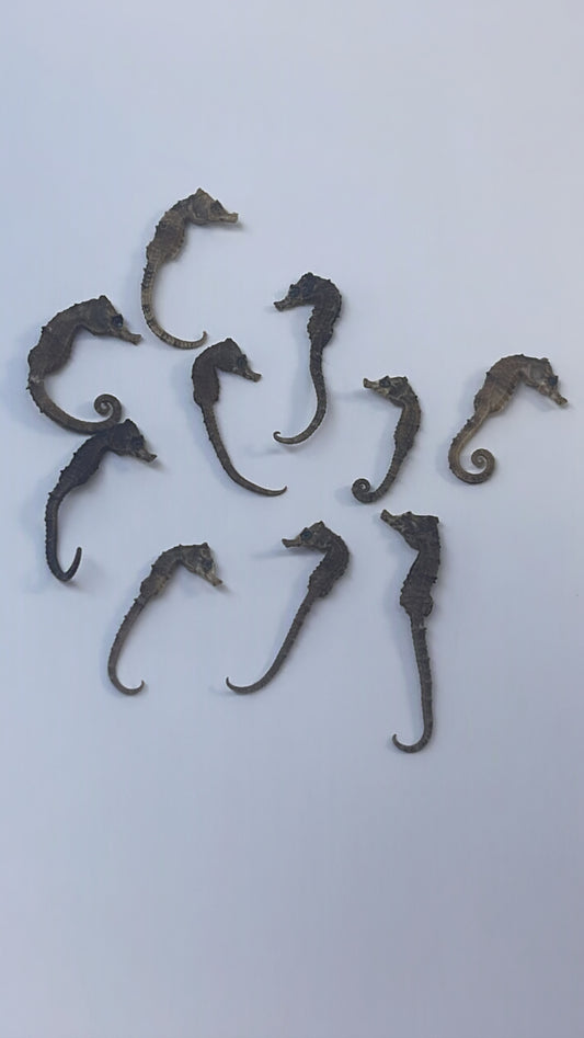 Mar seahorses
